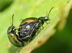 Thomas Bresson - Gastrophysa viridula-2.jpg