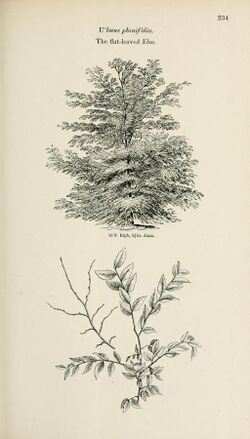 Ulmus planifolia. The flat-leaved Elm. p.234.jpg