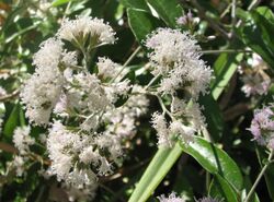 Vernonia elaeagnifolia flowers Kewarra 4799.jpg