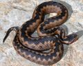 Vipera orlovi.jpg