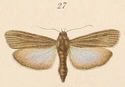 Voeltzkow-pl.6-fig.27-Epicrocis umbratella Pagenstecher, 1907.JPG