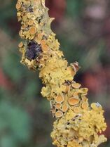 light orange, somewhat leafy lichen enveloping a branch, with several darker-coloured circular discs present