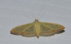 - 5215 – Condylorrhiza vestigialis – The Alamo Moth (21542475550).jpg