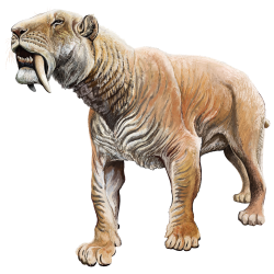 202004 Smilodon fatalis.svg