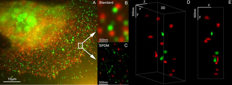 File:3D Dual Color Super Resolution Microscopy Cremer 2010.png
