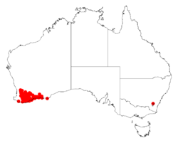 Acacia chrysocephalaDistMap185.png