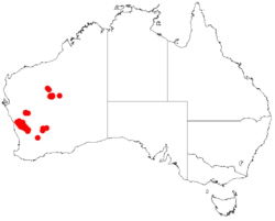 Acacia daviesioidesDistMap257.png