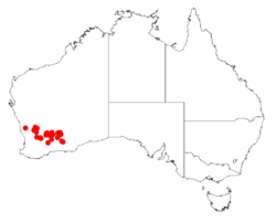 Acacia gibbosaDistMap383.png