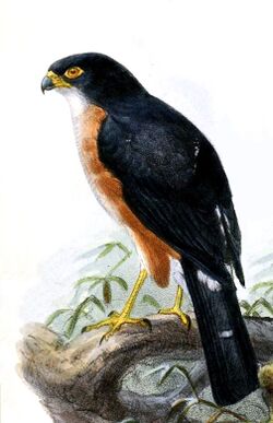 Accipiter erythropus erythropus Keulemans.jpg