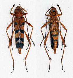 Acrocyrtidus argenteofasciatus (23082419170).jpg