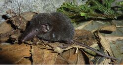 Adult male Crocidura sapaensis (ZIN 99779) - ZooKeys-313-100-g002.jpeg