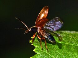 Alleculinae - Isomira sp..JPG
