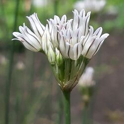 Allium korolkowii.jpg