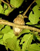 Andaman Hawk Owl 01.jpg