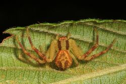 Arachtober 28 -4 - Northern Crab Spider - Mecaphesa asaperata, Julie Metz Wetlands, Woodbridge, Virginia.jpg