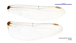Archaeosynthemis spiniger female wings (34921506141).jpg