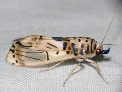 Arctiid Moth (Aphyle cuneata) (26456732528).jpg