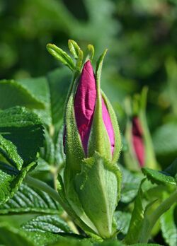 Beach Rose Rosa rugosa Bud.jpg