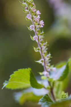 Beefsteak plant (21823908946).jpg