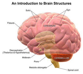 Blausen 0115 BrainStructures.png