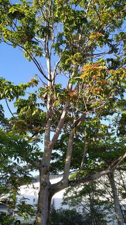 Blepharocarya involucrigera tree.jpg