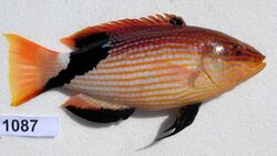 Bodianus loxozonus JNC1087.JPG