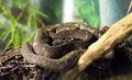 Bothrops alcatraz.jpg