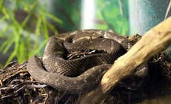 Bothrops alcatraz.jpg