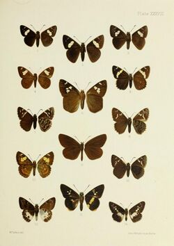 Butterflies from China, Japan, and Corea (19142276520).jpg