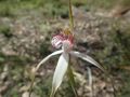 Caladenia longicauda redacta 03.jpg