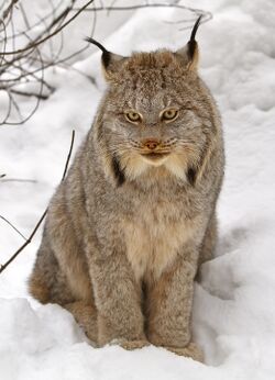A Canada lynx sitting in snow