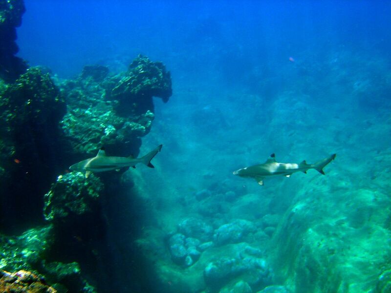 File:Carcharhinus melanopterus guam 2.jpg