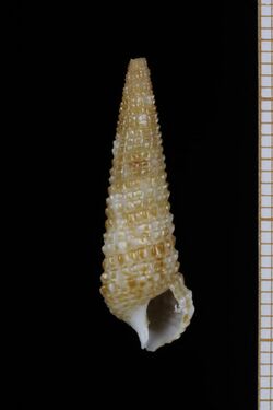 Cerithium ophioderma (MNHN-IM-2013-64092).jpeg