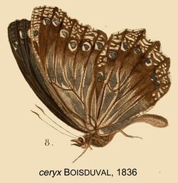 CeryxBoisduval1836OD.jpg