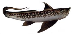 Chimaera monstrosa1.jpg