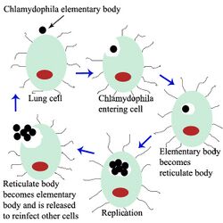 Chlamydophila pneumoniae.jpg