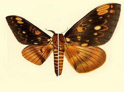 Citheronia mexicana.JPG