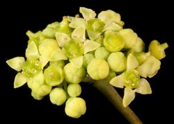Clematicissus angustissima (6822847420).jpg