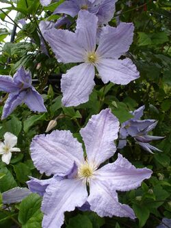 Clematis Blekitny Aniol1UME.jpg