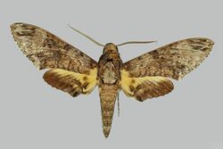 Coelonia solani male upperside.jpg