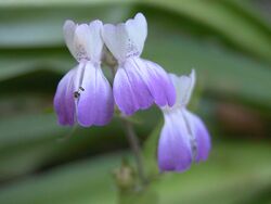 Collinsia multicolor.jpeg