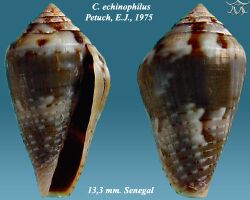 Conus echinophilus 2.jpg