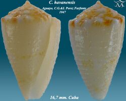 Conus havanensis 1.jpg