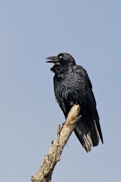 Corvus coronoides -Victoria, Australia-8.jpg