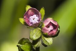 Cynoglossum.germanicum.7737.jpg