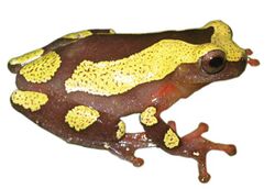 Dendropsophus arndti male holotype.jpg