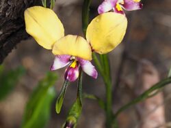 Diuris pulchella(2).jpg