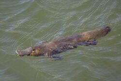 Duck-billed platypus (Ornithorhynchus anatinus) Scottsdale.jpg