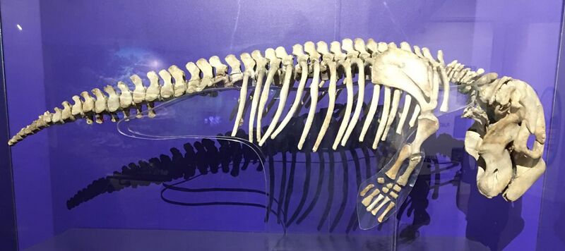 File:Dugong skeleton displayed at Philippine National Museum.jpg