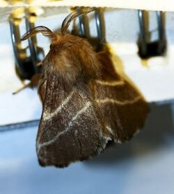 Eastern Tent Caterpillar Moth (Malacosoma americana)